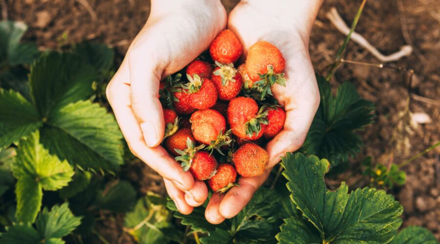 Fragole del Lazio: il cuore dolce dell’estate pontina